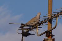 Read more: ChemTrail Photos - Day 9 - 07.04.2010 - Dosadno