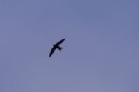 Read more: ChemTrail Photos - Day 13 - 15.04.2010 - Nova oprema