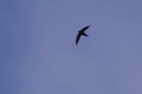 Read more: ChemTrail Photos - Day 13 - 15.04.2010 - Nova oprema