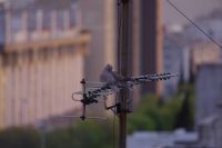 Read more: ChemTrail Photos - Day 13 - 15.04.2010 - Nova oprema