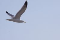 Read more: ChemTrail Photos - Day 14 - 17.04.2010 - Sigma 70-300mm u akciji