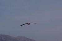 Read more: ChemTrail Photos - Day 16 - 22.04.2010 - Orbovi, križevi, sokoli, egipatski prašinari