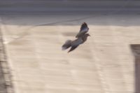 Read more: ChemTrail Photos - Day 16 - 22.04.2010 - Orbovi, križevi, sokoli, egipatski prašinari