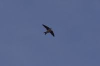 Read more: ChemTrail Photos - Day 16 - 22.04.2010 - Orbovi, križevi, sokoli, egipatski prašinari