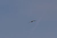 Read more: ChemTrail Photos - Day 16 - 22.04.2010 - Orbovi, križevi, sokoli, egipatski prašinari