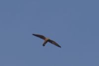 Read more: ChemTrail Photos - Day 16 - 22.04.2010 - Orbovi, križevi, sokoli, egipatski prašinari