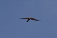 Read more: ChemTrail Photos - Day 16 - 22.04.2010 - Orbovi, križevi, sokoli, egipatski prašinari