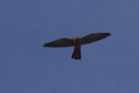 Read more: ChemTrail Photos - Day 16 - 22.04.2010 - Orbovi, križevi, sokoli, egipatski prašinari