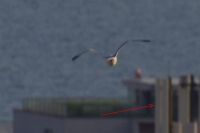 Read more: ChemTrail Photos - Day 16 - 22.04.2010 - Orbovi, križevi, sokoli, egipatski prašinari