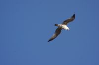 Read more: ChemTrail Photos - Day 21 - 30.04.2010 - Opet bezolovni uhvaćen