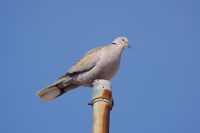 Read more: ChemTrail Photos - Day 22 - 01.05.2010 - Prvomajski masakr na nebu