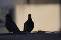 Read more: ChemTrail Photos - Day 22 - 01.05.2010 - Prvomajski masakr na nebu