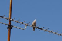 Read more: ChemTrail Photos - Day 27 - 23.05.2010 - Uhvaćen spuštenih gaća