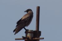 Read more: ChemTrail Photos - Day 27 - 23.05.2010 - Uhvaćen spuštenih gaća