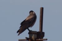 Read more: ChemTrail Photos - Day 27 - 23.05.2010 - Uhvaćen spuštenih gaća