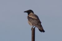 Read more: ChemTrail Photos - Day 27 - 23.05.2010 - Uhvaćen spuštenih gaća