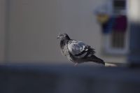 Read more: ChemTrail Photos - Day 30 - 27.05.2010 - UAV detektiran