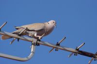 Read more: ChemTrail Photos - Day 30 - 27.05.2010 - UAV detektiran