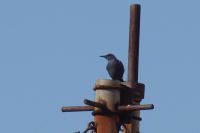 Read more: ChemTrail Photos - Day 33 - 05.06.2010 - Kemijski trag on/off