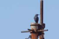 Read more: ChemTrail Photos - Day 33 - 05.06.2010 - Kemijski trag on/off