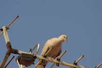 Read more: ChemTrail Photos - Day 34 - 06.06.2010 - Opet UAV?