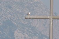 Read more: ChemTrail Photos - Day 34 - 06.06.2010 - Opet UAV?