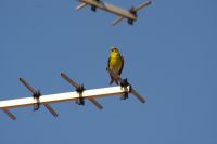 Read more: ChemTrail Photos - Day 34 - 06.06.2010 - Opet UAV?