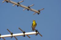 Read more: ChemTrail Photos - Day 34 - 06.06.2010 - Opet UAV?