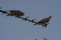Read more: ChemTrail Photos - Day 39 - 30.06.2010 - Curenje materijala iz repa