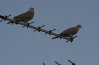 Read more: ChemTrail Photos - Day 39 - 30.06.2010 - Curenje materijala iz repa