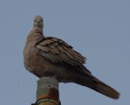 Read more: ChemTrail Photos - Day 39 - 30.06.2010 - Curenje materijala iz repa
