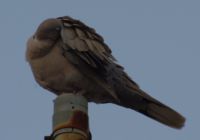 Read more: ChemTrail Photos - Day 39 - 30.06.2010 - Curenje materijala iz repa