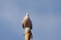Read more: ChemTrail Photos - Day 41 - 09.07.2010 - Gusti promet