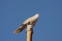 Read more: ChemTrail Photos - Day 45 - 29.07.2010 -  Bistro nebo