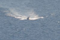 Read more: ChemTrail Photos - Day 45 - 29.07.2010 -  Bistro nebo