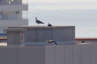 Read more: ChemTrail Photos - Day 53 - 16.01.2011 -  Nepoznati četveromotorni zaprašivač