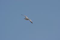 Read more: ChemTrail Photos - Day 53 - 16.01.2011 -  Nepoznati četveromotorni zaprašivač