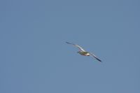 Read more: ChemTrail Photos - Day 53 - 16.01.2011 -  Nepoznati četveromotorni zaprašivač