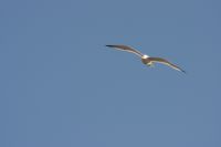 Read more: ChemTrail Photos - Day 53 - 16.01.2011 -  Nepoznati četveromotorni zaprašivač