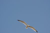 Read more: ChemTrail Photos - Day 53 - 16.01.2011 -  Nepoznati četveromotorni zaprašivač
