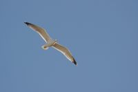 Read more: ChemTrail Photos - Day 53 - 16.01.2011 -  Nepoznati četveromotorni zaprašivač