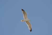 Read more: ChemTrail Photos - Day 53 - 16.01.2011 -  Nepoznati četveromotorni zaprašivač