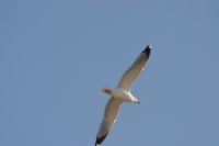 Read more: ChemTrail Photos - Day 53 - 16.01.2011 -  Nepoznati četveromotorni zaprašivač