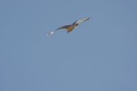 Read more: ChemTrail Photos - Day 53 - 16.01.2011 -  Nepoznati četveromotorni zaprašivač