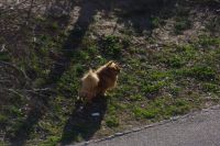 Read more: ChemTrail Photos - Day 53 - 16.01.2011 -  Nepoznati četveromotorni zaprašivač