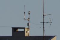 Read more: ChemTrail Photos - Day 53 - 16.01.2011 -  Nepoznati četveromotorni zaprašivač