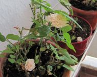 Read more: ChemTrail Photos - Day 65 - 06.08.2011 -  Ne damo naše plaventilo