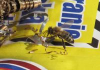 Read more: Day 24 - 21.11.2011 -  Medaljoni i šečeraši