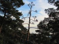 Read more: Day 27 - 28.11.2011 -  Giftanje 6: Operacija ZOO