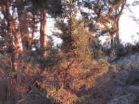 Read more: Day 27 - 28.11.2011 -  Giftanje 6: Operacija ZOO